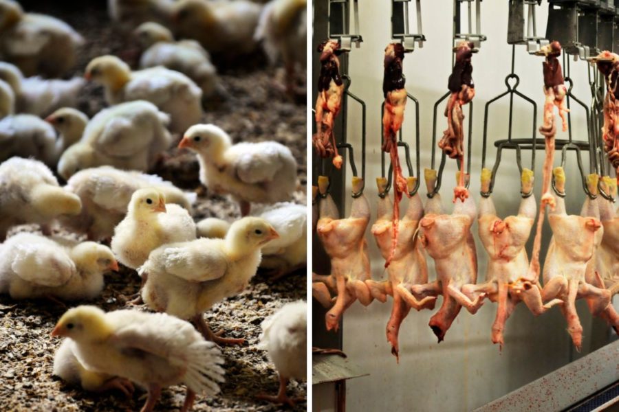Antalet individer som slaktas i Sverige ökar, enligt ”slaktstatistik” från Jordbruksverket, samtidigt som den totala köttkonsumtionen i Sverige minskar.