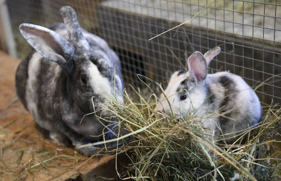 Kaniner med betydligt bättre förutsättningar än artfränderna i lägenheten i Gävle.