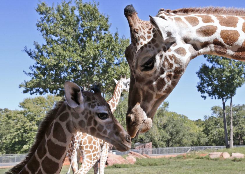 Två friska giraffer på Kolmårdens djurpark avlivades i fjol med hänvisning till att ”flocken blivit för stor”.