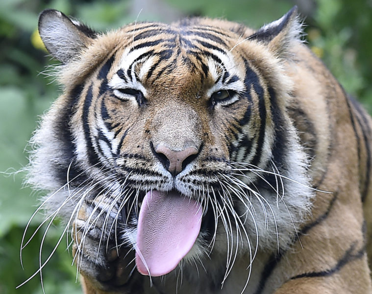 Jakt och illegal handel med produkter har lett till att flera underarter av tigern har utrotats under de senaste 50 åren.