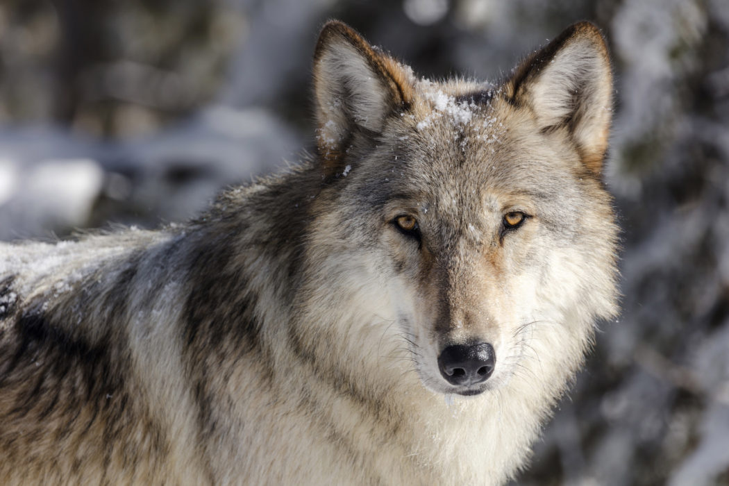 En varg i Yellowstone national park.