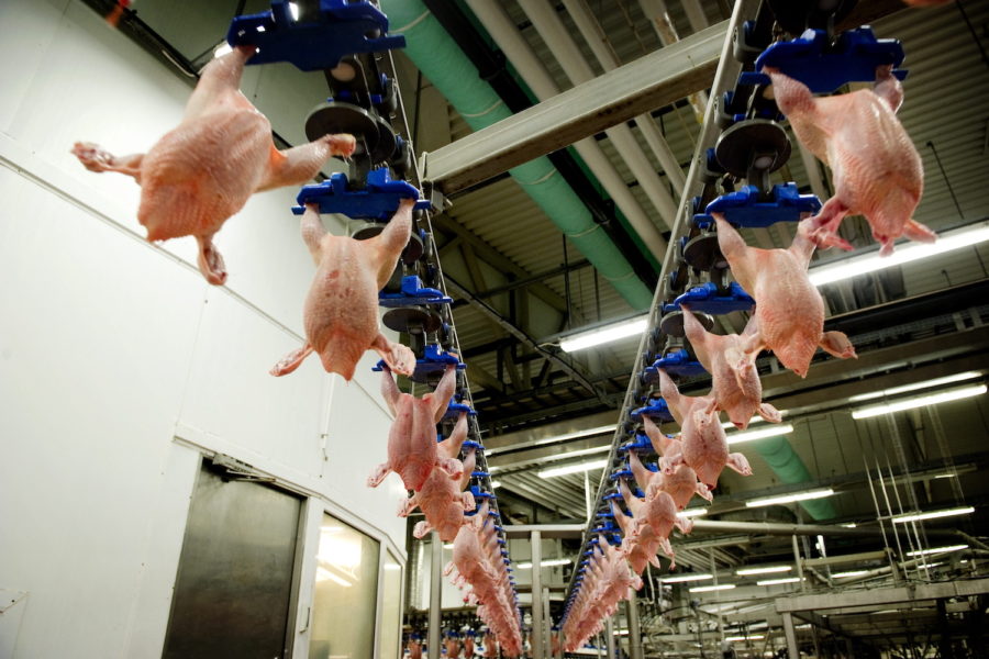 Kycklingindustrin är ett exempel på där många djur kan fara illa samtidigt.