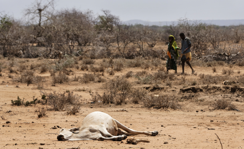 Kenya har drabbats av svår torka.
