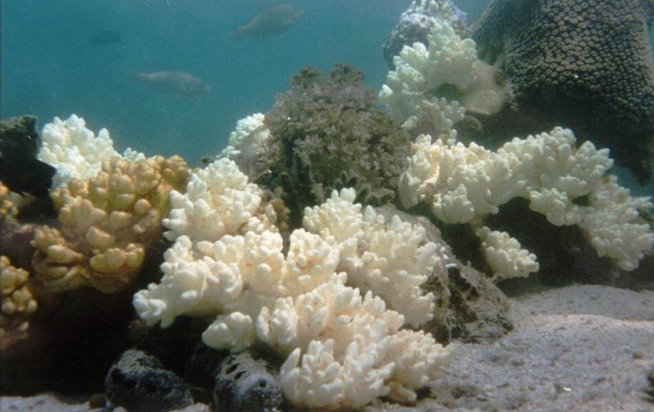 Algerna som växer i korallerna och ger den dess färg dör när temperaturen stiger, och korallerna bleknar.