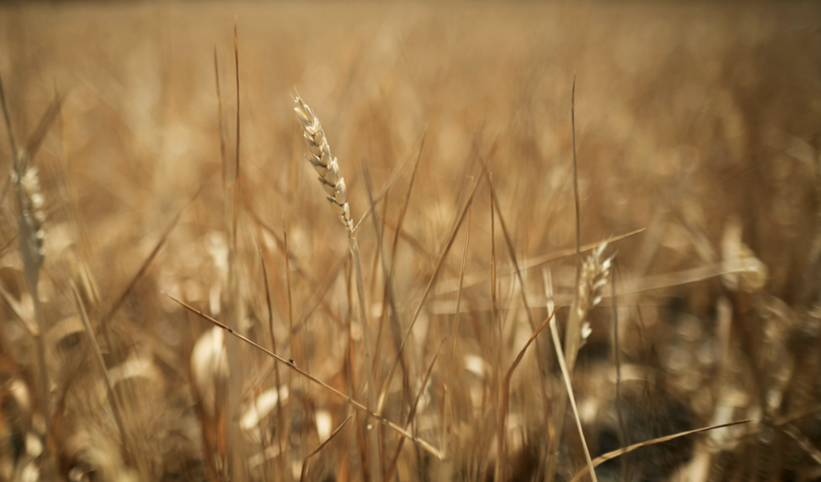 I Sverige och Danmark kan Arlabönder nu få dispens från kravet om GMO-fri soja.