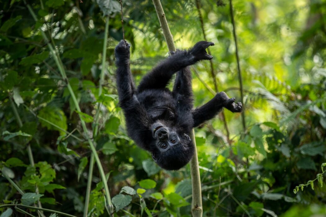 En bergsgorilla i Uganda, en av alla utrotningshotade arter i världen.