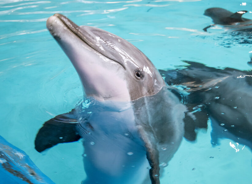 Arbetet med att leta nya hem åt Kolmårdens tolv delfiner inleds nu.