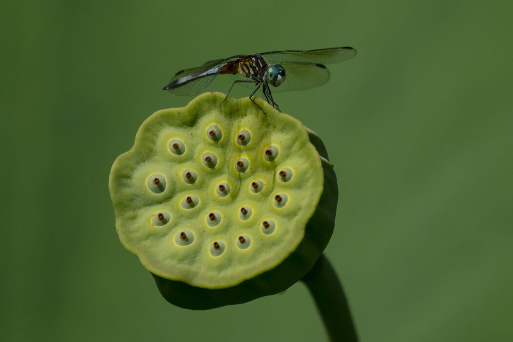 Både mängden insekter och antalet arter har minskat kraftigt på platser i världen utsatta för förändringar i temperatur och markanvändning.