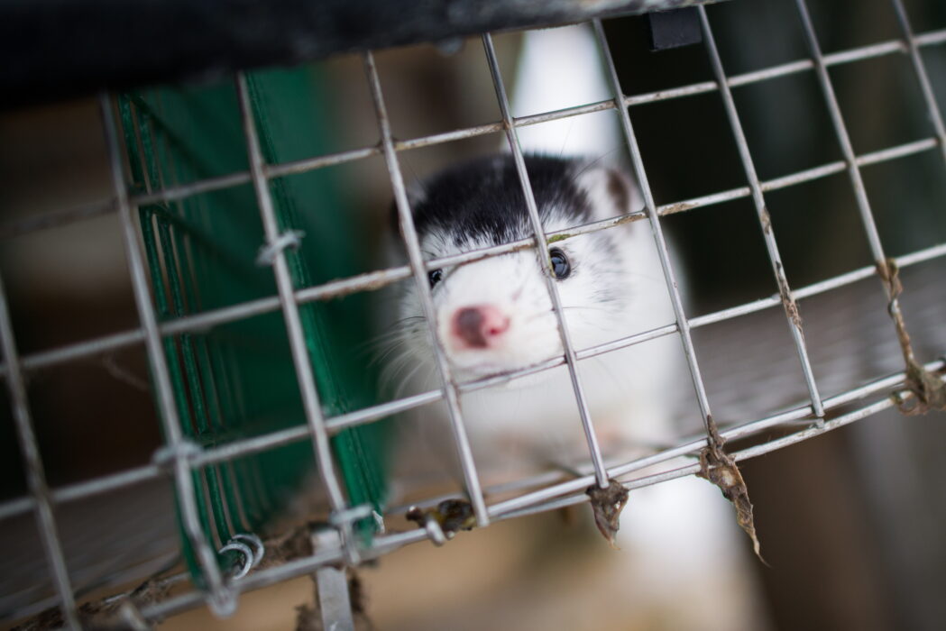 För att förebygga smitta på minkfarmer föreslår Jordbruksverket att krav på smittskyddsåtgärder ska införas i förprövningen av byggande av nya anläggningar.