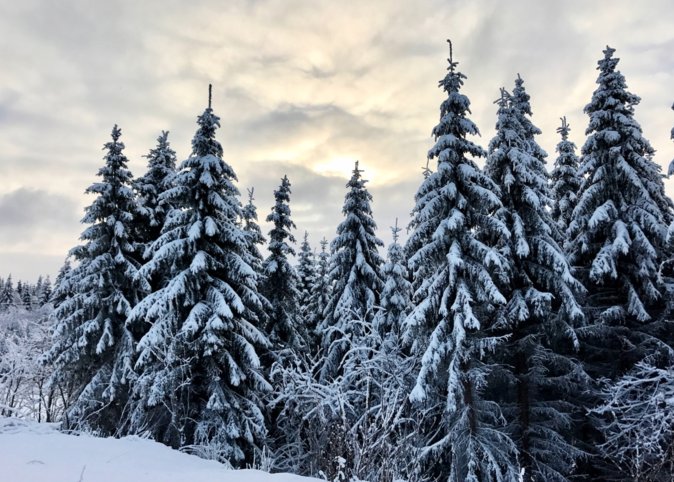 Både före och efter den senaste istiden har granen varit ett vanligt inslag i den svenska naturen.