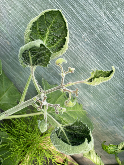 Förgiftad physalis