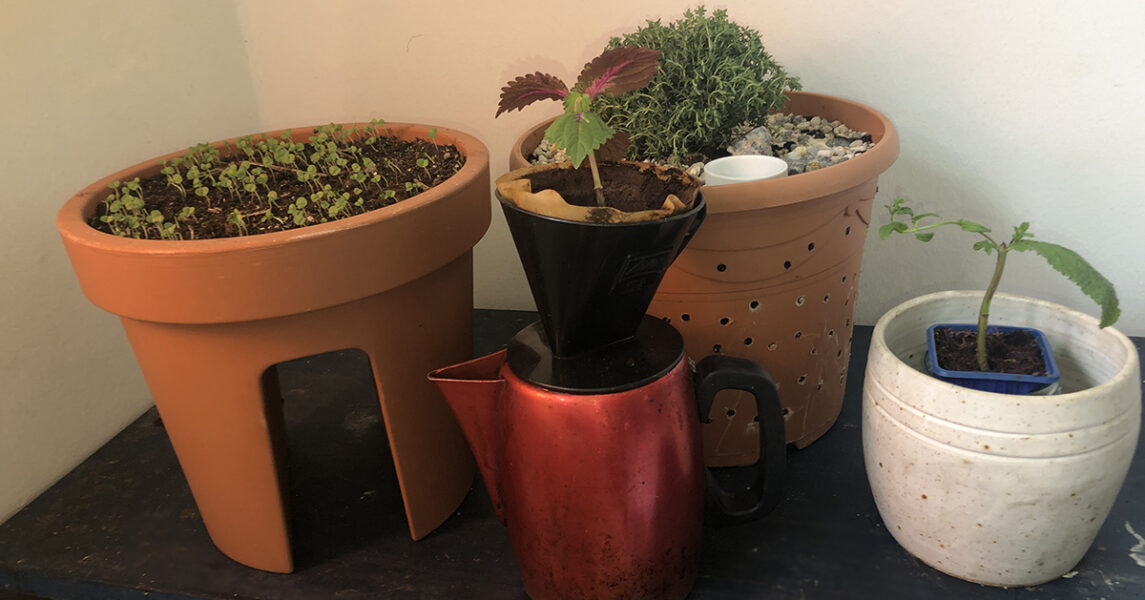 En kruka basilikabarn, ett timjandoftande värdshus för insekter, ett palettblad på kaffepaus och i den vita krukan en liten myntaplanta.