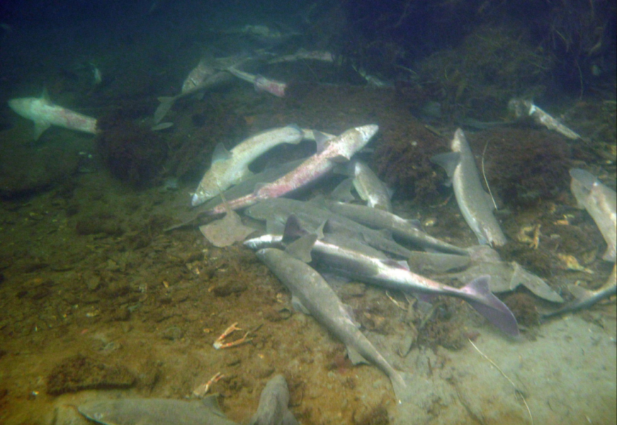 Döda fiskar som hittats i hamnen i Lysekil.