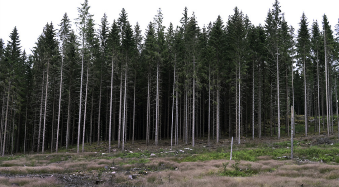 Skogen drabbas hårt av betesskador och skador från granbarkborren och olika skadesvampar.