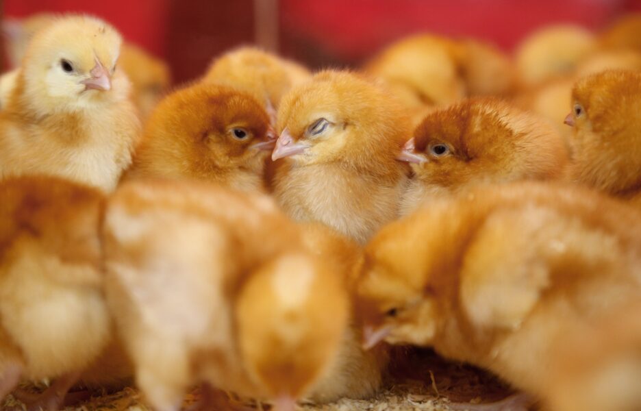 Varför leker kycklingar? Det ska nu forskare ta reda på.