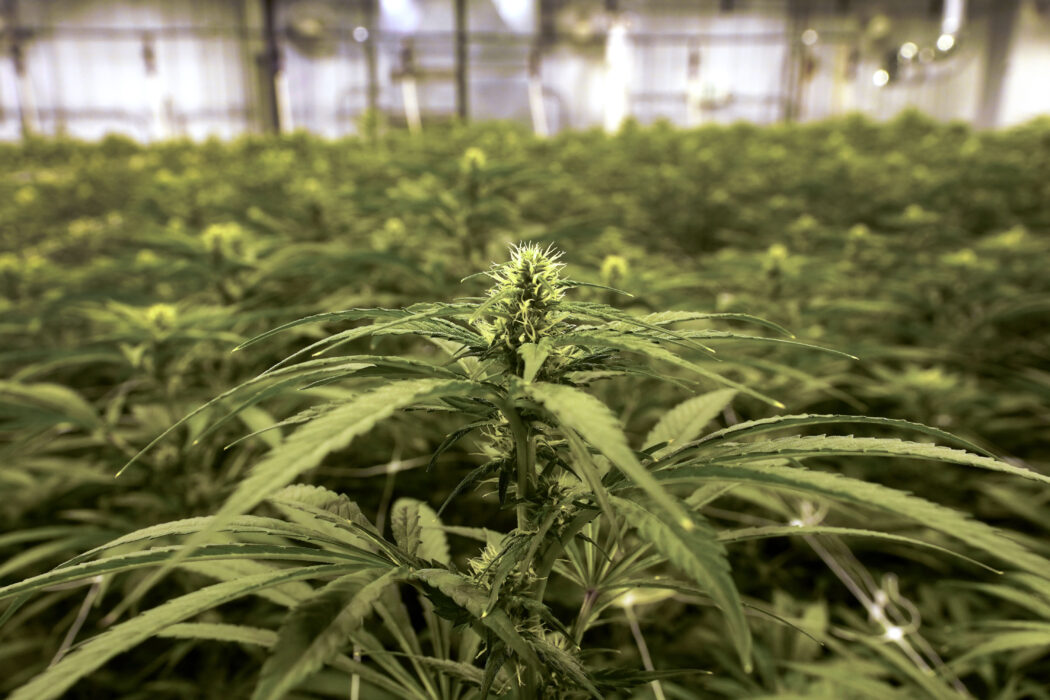 Paul Sancya/AP/TTEn cannabisodling i Jackson, Michigan, i USA.