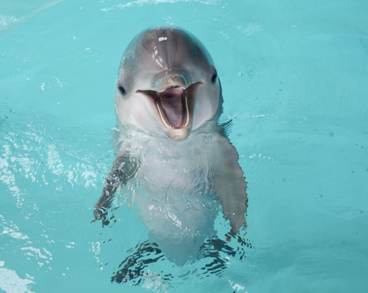 Arkivbild på en av Kolmårdens delfiner från 2016.