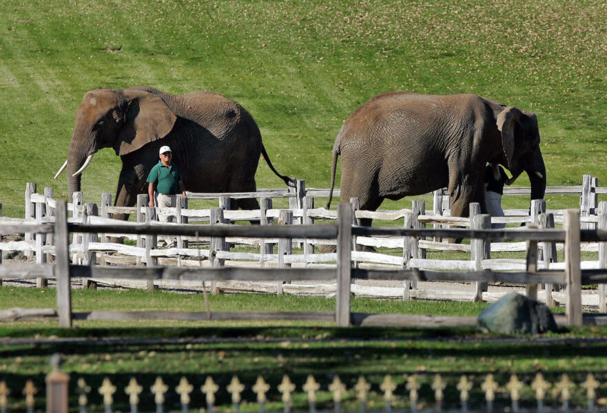 Två av elefanterna på Neverlands zoo.