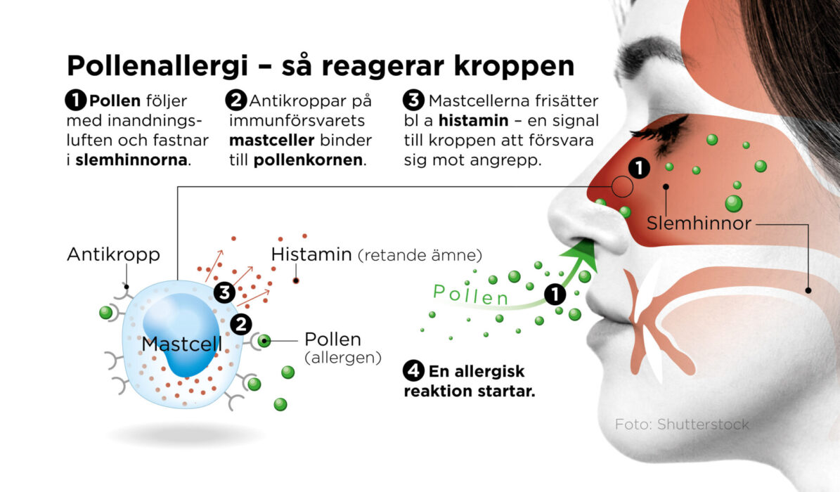 Det här händer i kroppen vid en allergisk reaktion.
