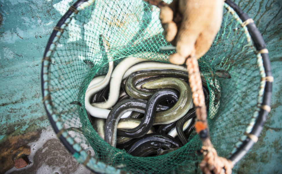 Arter som har det fortsatt tufft är bland andra ål, amerikansk hummer och torsk, enligt årets upplaga av Fiskguiden.
