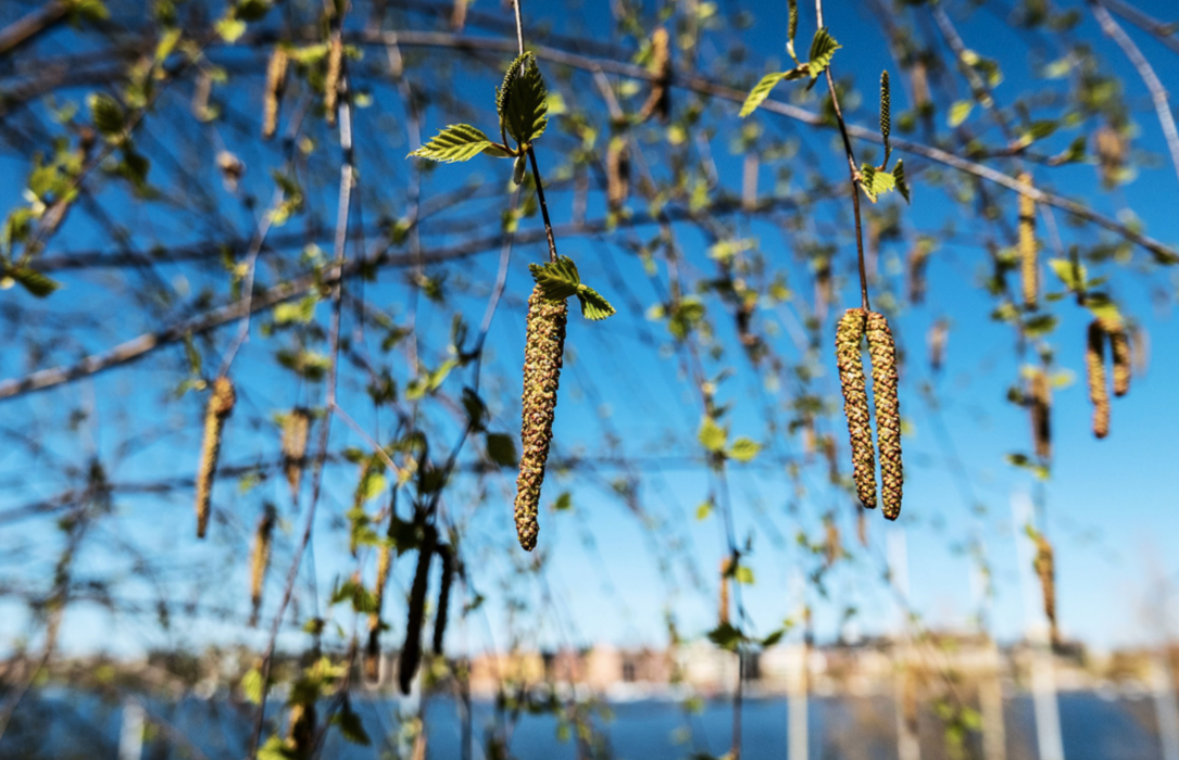 Hanhängen med björkpollen på en björk på Skinnarviksberget på Södermalm i Stockholm.