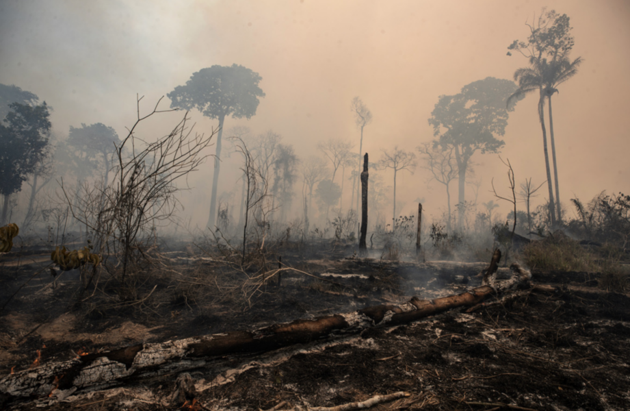 Avskogningen av Brasiliens regnskog är "inte bara en katastrof för Brasilien, utan för världen", säger SOS Mata Atlanticas talesperson Luís Guedes Pinto.