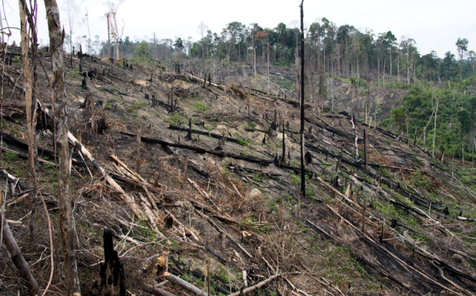 Omfattande skövling av regnskog är ett exempel på vad som skulle kunna blir ett internationellt miljöbrott enligt en ny rapport.