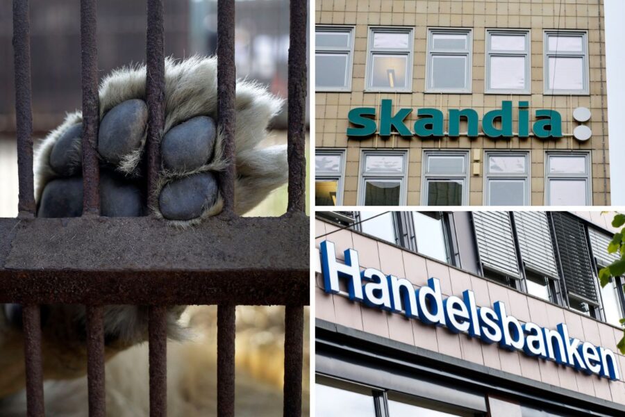 Bland sju svenska storbanker är det endast SEB som tar ställning mot användning av djur i underhållningssyfte, visar Fair finance guides nya granskning om bankernas hållbarhetslöften.
