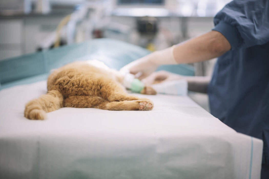 Distriktsveterinärerna uppger att de tar in så många sommarvikarier de kan för att underlätta läget.