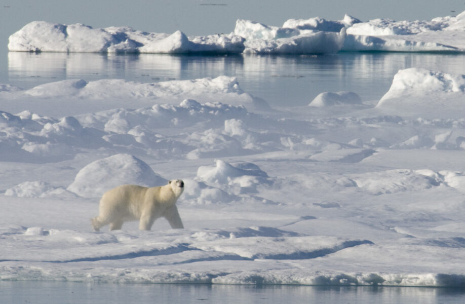Flera forskningsprojekt om klimatförändringarna i Arktis har pausats till följd av sanktionerna mot Ryssland.