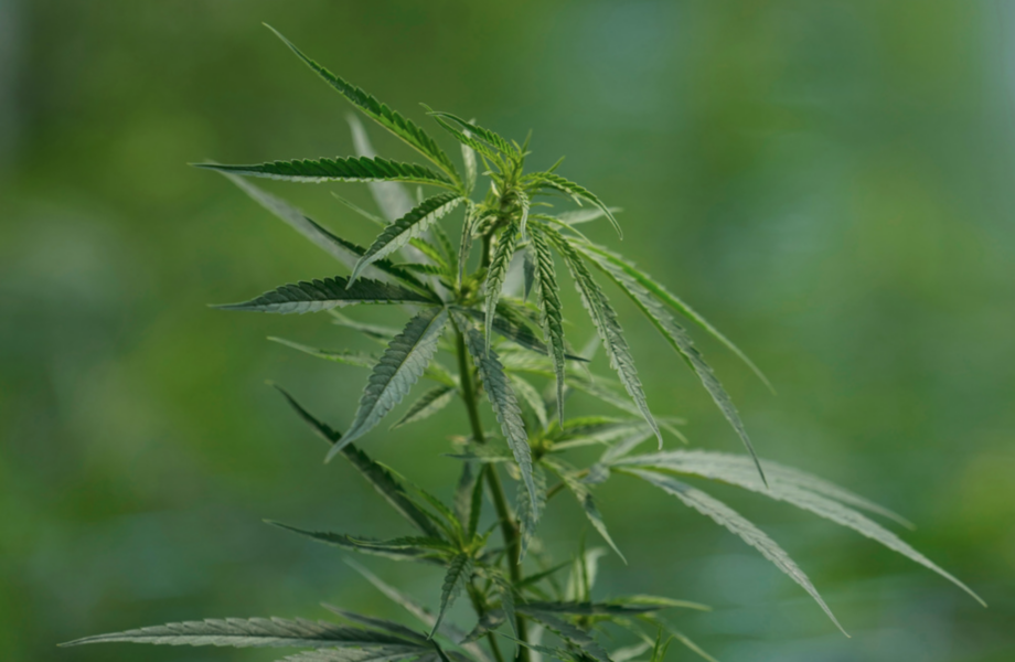 Ett lagförslag om att legalisera försäljning av cannabis i Tyskland kan komma att läggas fram senare i år.