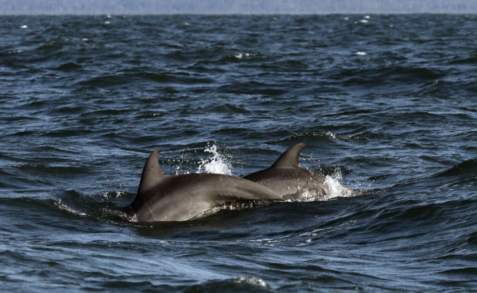 Flera tusen av Svarta havets delfiner uppskattas ha dött sedan kriget i Ukraina bröt ut.