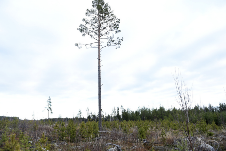 Avverkningen i svenska skogar nådde rekordnivåer, visar ny statistik från Skogsstyrelsen.