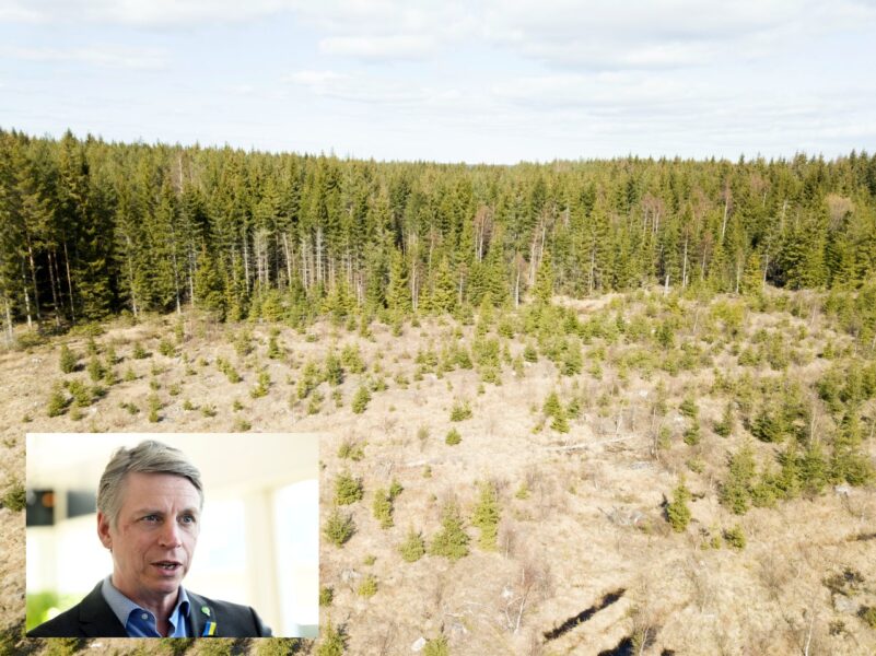 ”Det är en farlig väg som skogsindustrin driver riksdag och regering till genom att behålla skogsbruksmetoder som är kraftigt ifrågasatta,” säger Per bolund (MP).