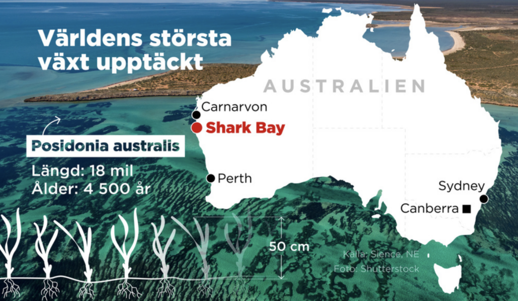Världens största levande organism har upptäckts i Shark Bay på Australiens västkust.