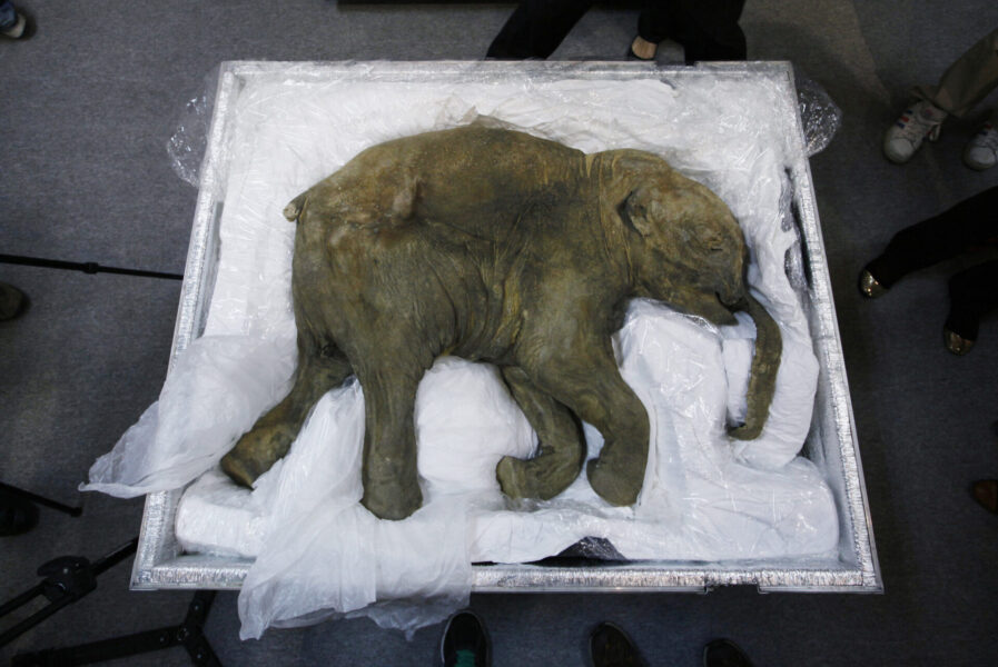 Den mumifierade och välbehållna mammutungen som hittades i Kanada nyligen har många likheter med den mammutungen som hittades i Sibirien 2007 (bilden).