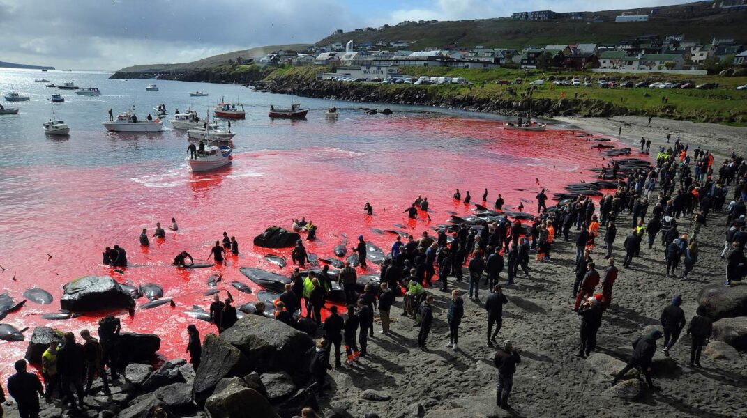 Blodet från grindvalsjakt på Färöarna färgar havet rött.