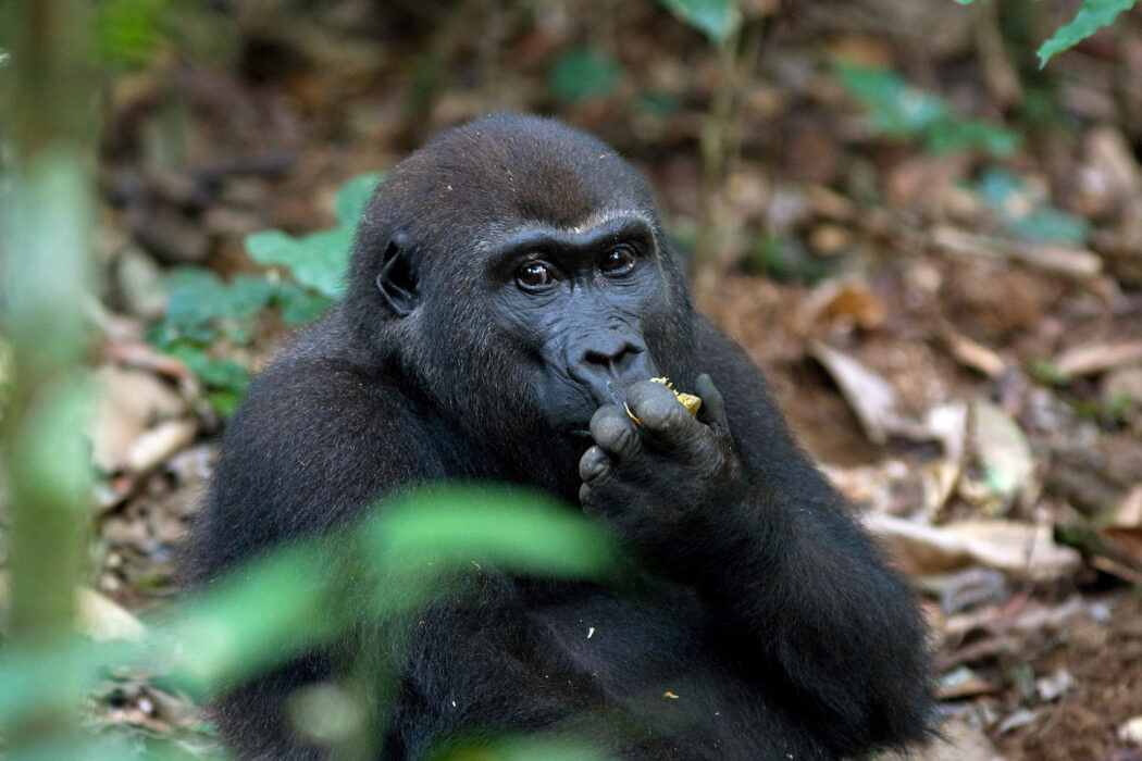 Nationalparken Virunga är ett av få ställen i världen där det fortfarande finns bergsgorillor.
