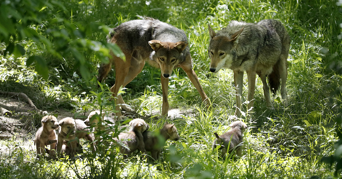 En vargfamilj i en skog i Missouri, som St Louis zoo äger och använder för att låta stammen av amerikanska rödvargar växa till sig.