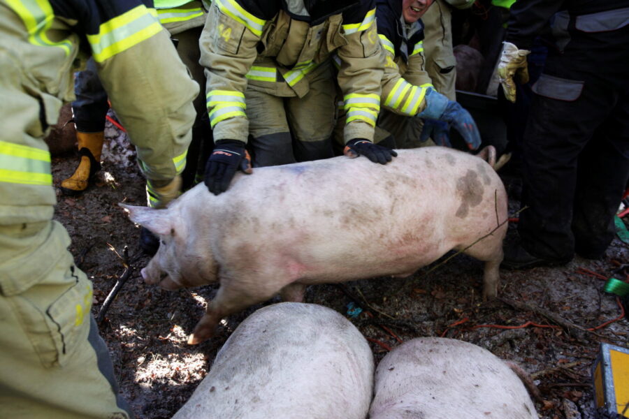 Under fredagsmorgonen försökte flera grisar rymma efter att en djurtransport välte i Vara kommun - men djuren fångades in igen och ett tiotal individer avlivades till följd av olyckan.