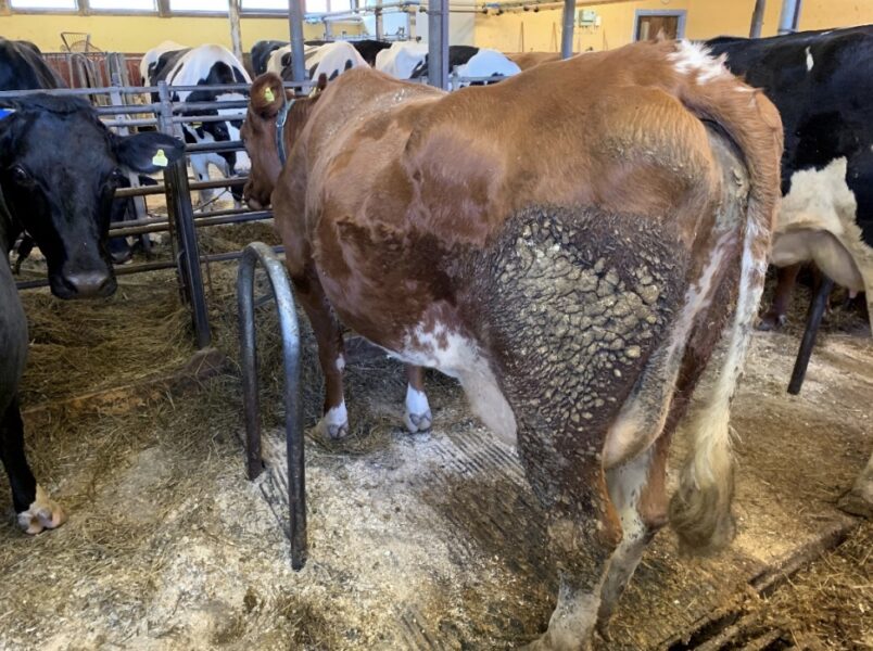  Det är inte ovanligt att mjölkbönder som anses ha bra djurhållning har kor eller kalvar som står eller ligger i sin egen eller andras avföring.