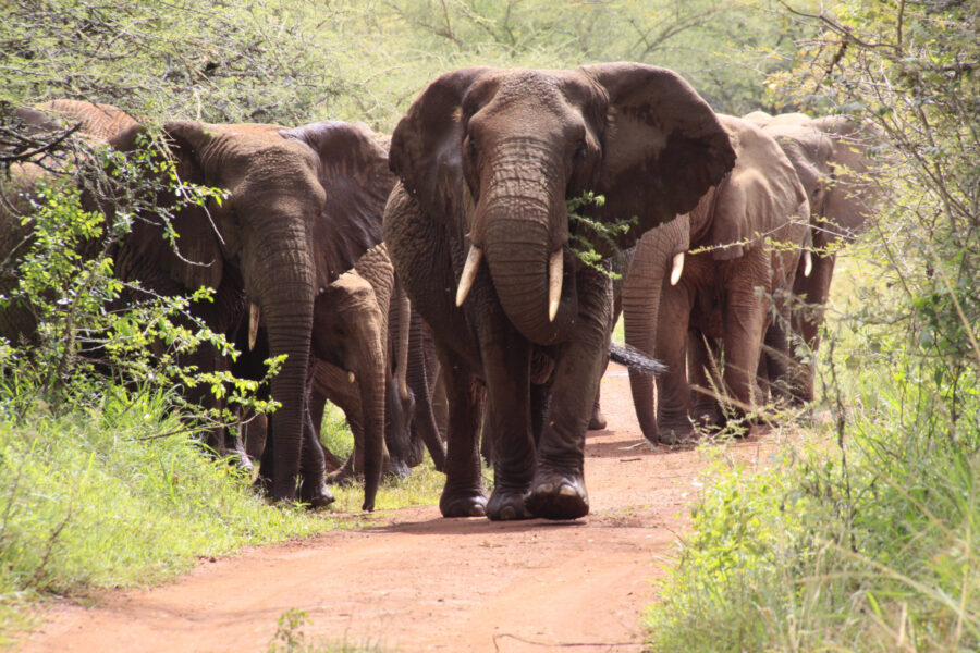 Av Afrikas 10 miljoner elefanter för 100 år sedan återstår endast 415 000.