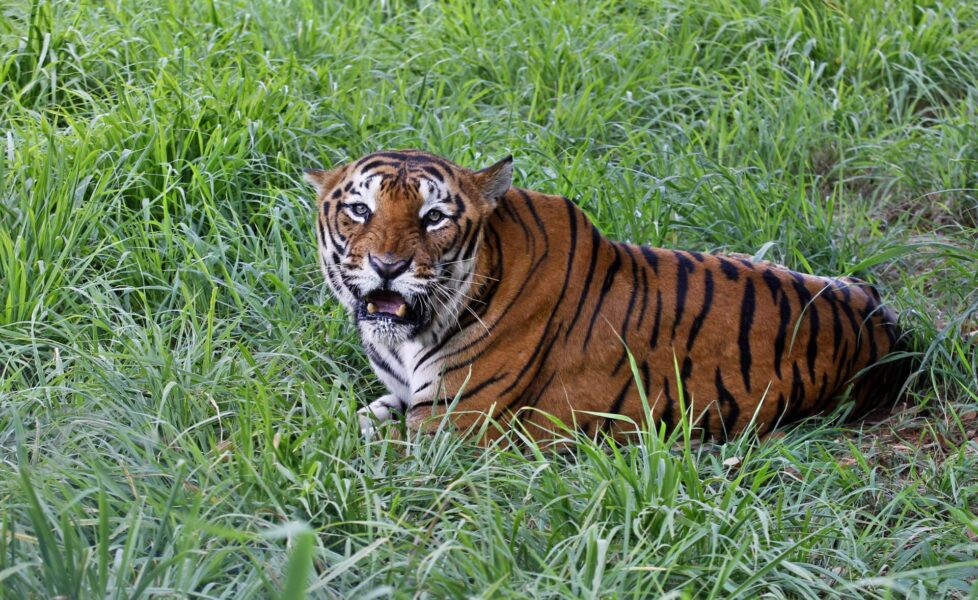 Tigrarna i Asien har ökat med 40 procent sedan 2010, men nästan hela ökningen har skett i ett enda land - Indien.