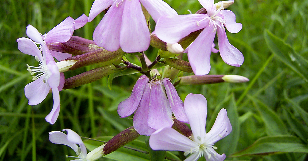 På sensommaren och i september blommar såpnejlikan utefter vägar, i gamla trädgårdar och på platser som tidigare har varit bebyggda.