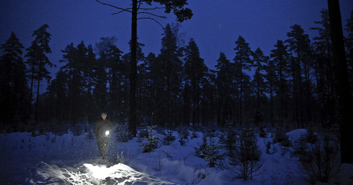 Januari 2011, vargjakten har precis börjat och medlemmar i ett jaktlag i Laxåtrakten söker efter spår.