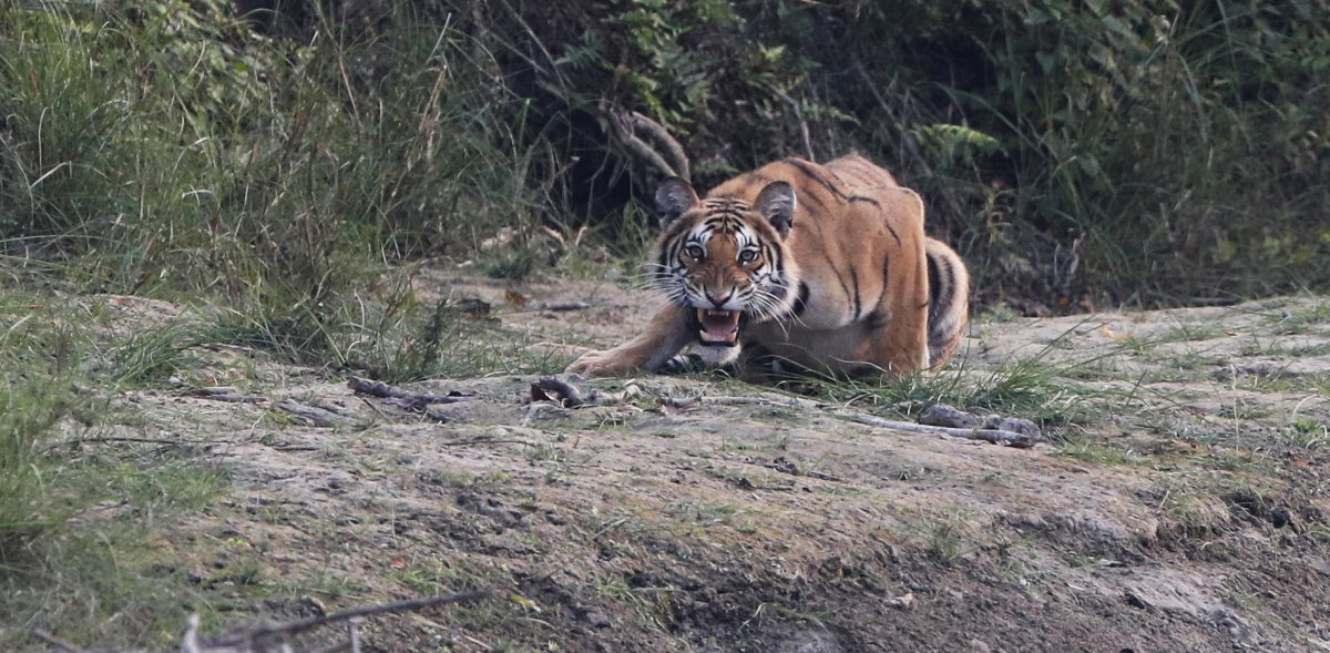 En bengalisk tiger i nationalparken Bardiya i Nepal.