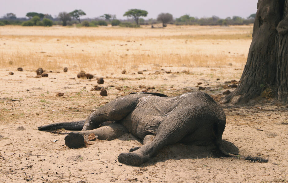 Torkan gör att många elefanter helt enkelt inte hittar tillräckligt med mat eller vatten.