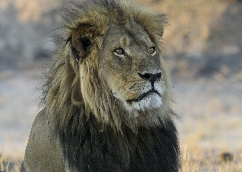 När lejonet Cecil dödades av en amerikansk tandläkare i Zimbabwe 2015 väckte det stor medial uppmärksamhet, bland annat på grund av att Cecil var en individ som följdes av en grupp forskare som en del av en långtidsstudie.