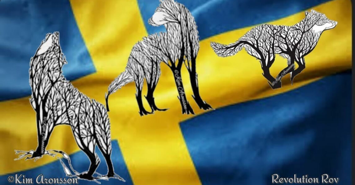 Hur många vargar ska vi ha i Sverige? Regeringen har uppenbarligen lyssnat mycket på Jägareförbundet.