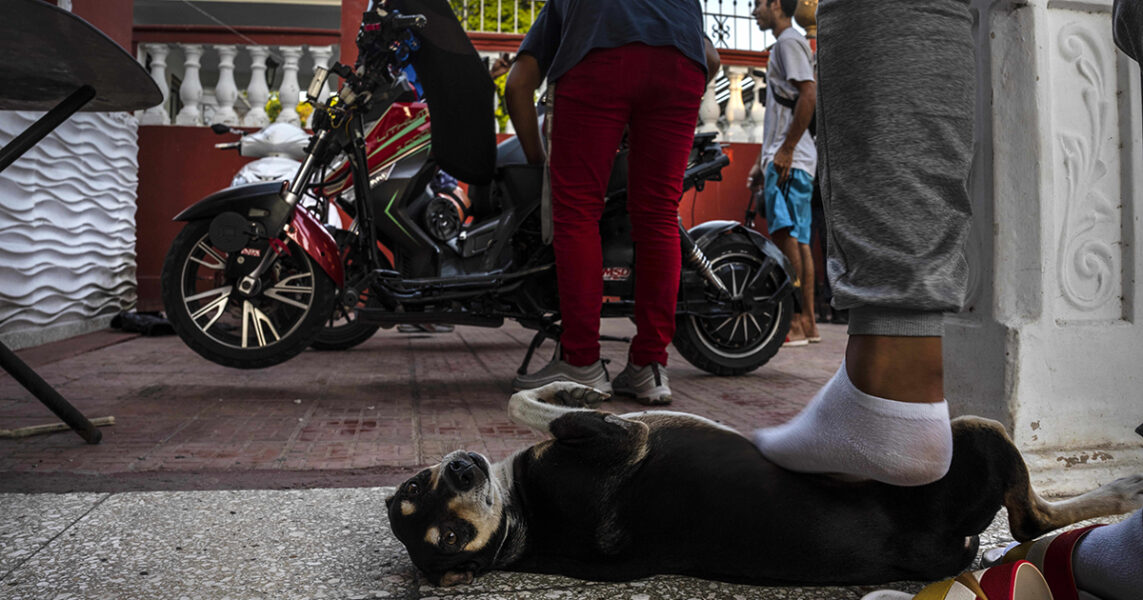 Hunden Kiera blir fotkliad på magen hemma i Cojimar i Kuba, medan de tävlande i en elskotertävling fixar till sina skotrar.